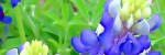 Featured properties by realtors, FSBO, brokers, and builders in Austin, Wimberley, San Marcos, Canyon Lake, Frederickburg, Kerrville, Spring Branch, more...